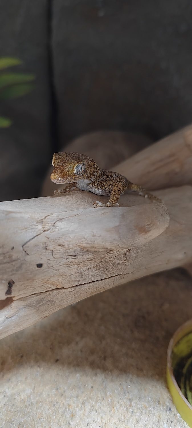 Dune gecko