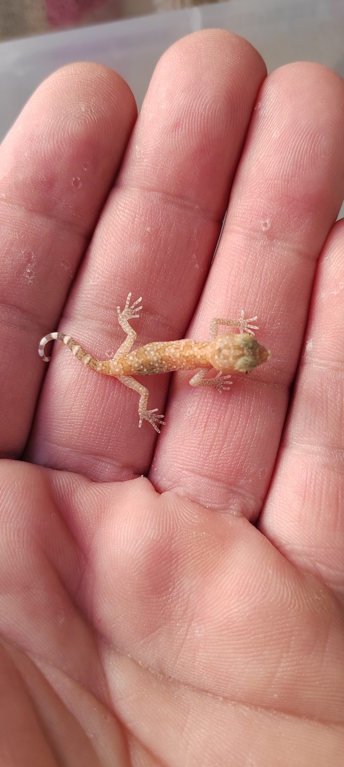 Dune gecko (Stenodactylus sthenodactylus)