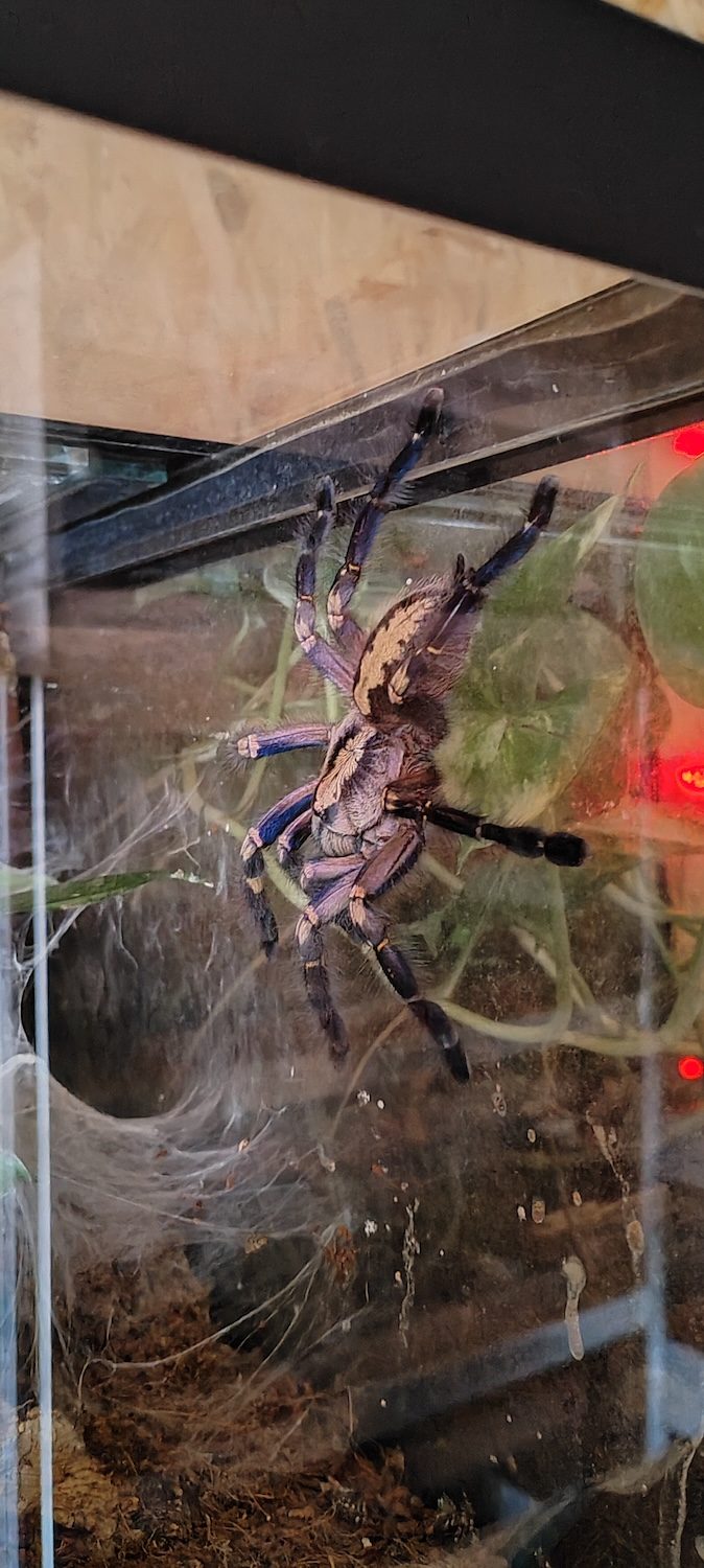 Tarantula (Poecilotheria)