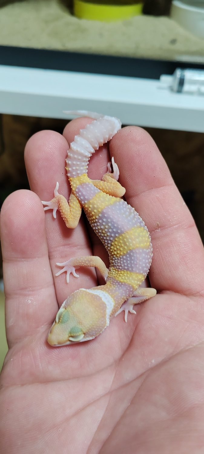 Leopard gekon (Eublepharis macularius), Mack Snow Albino morf