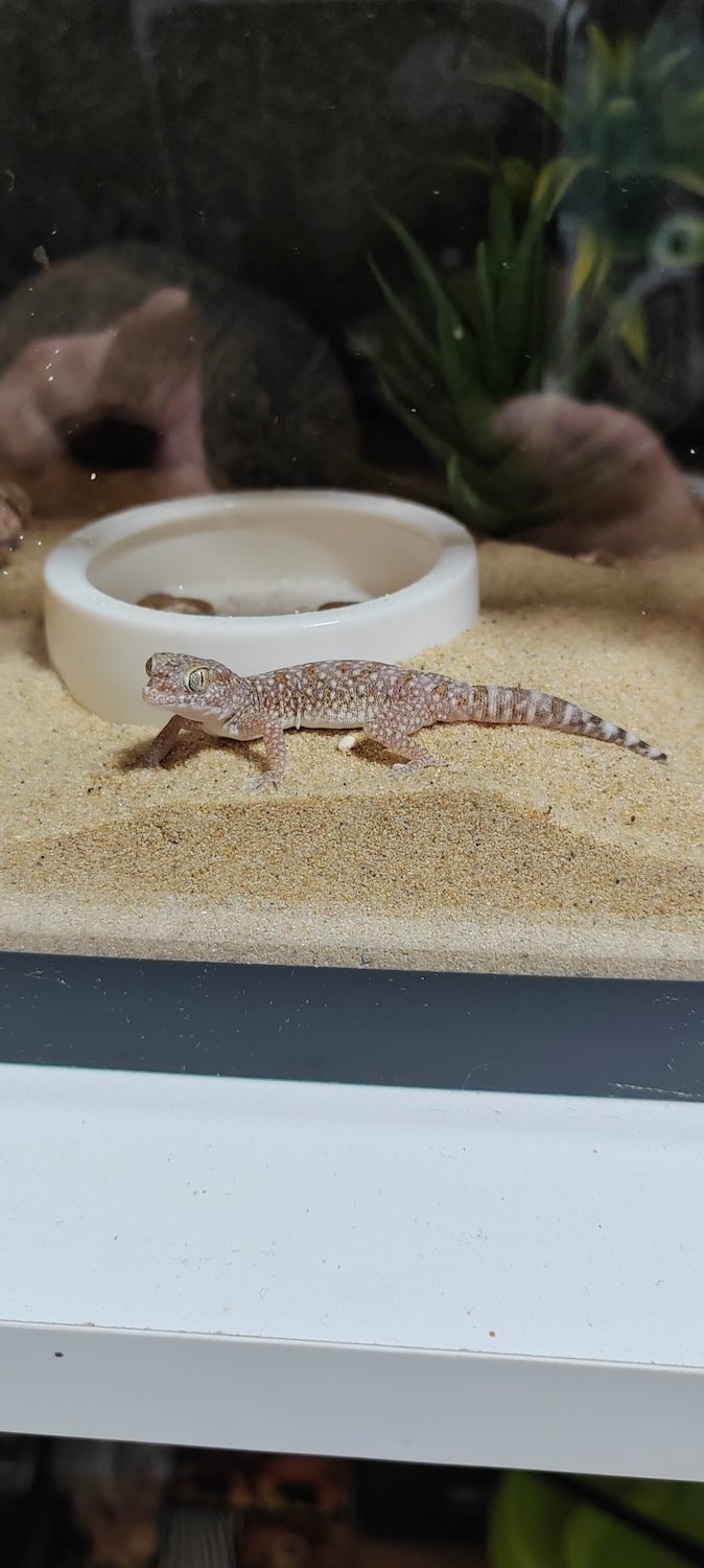 Leopard gekon