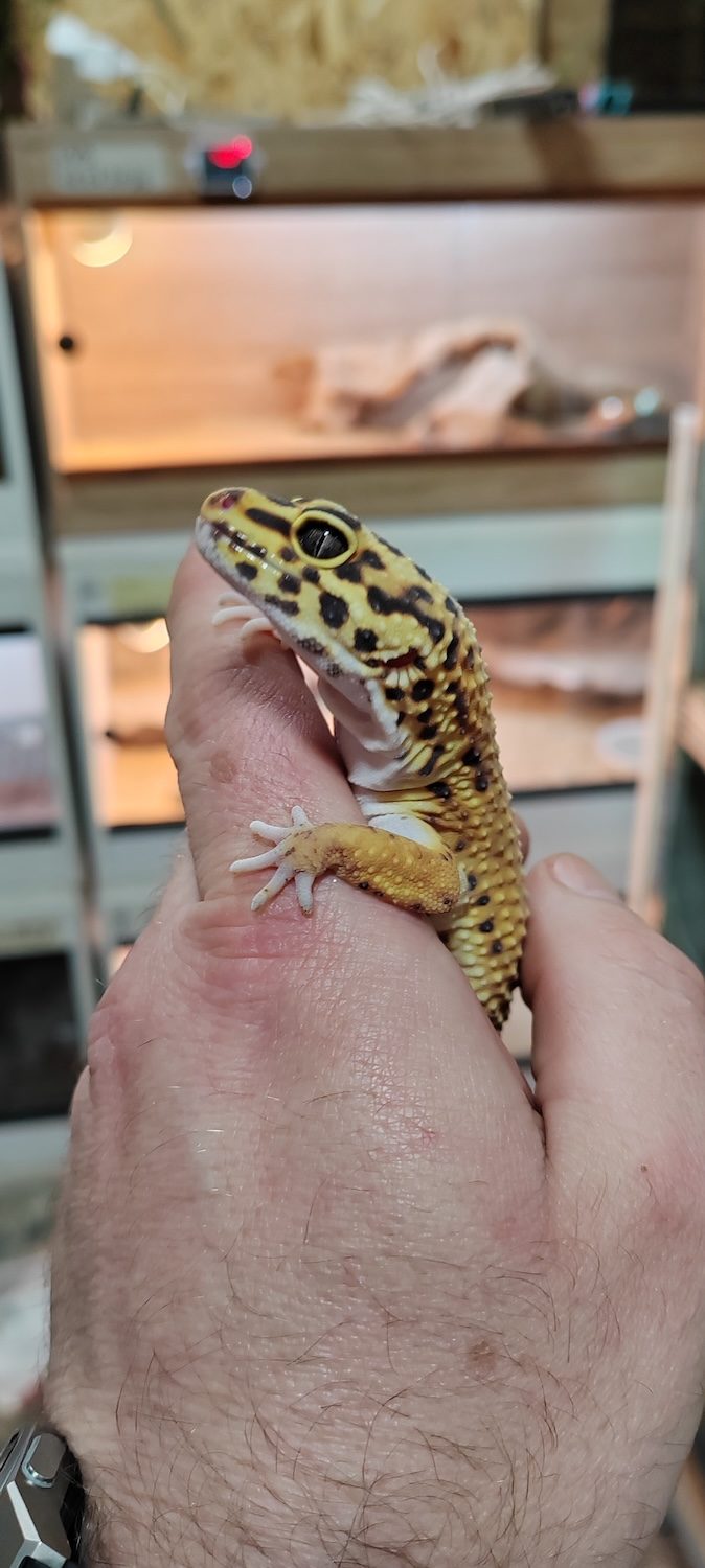 Leopard gekon