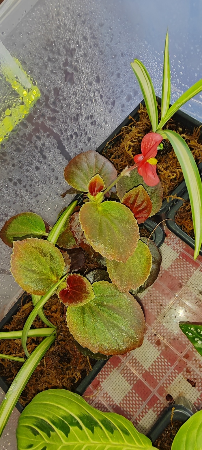 Bioaktivna postavka sa Begonijama