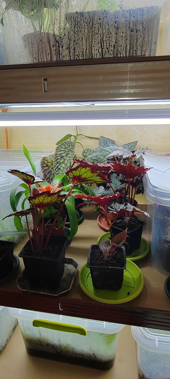Begonia biljke pod grow-lamp-om