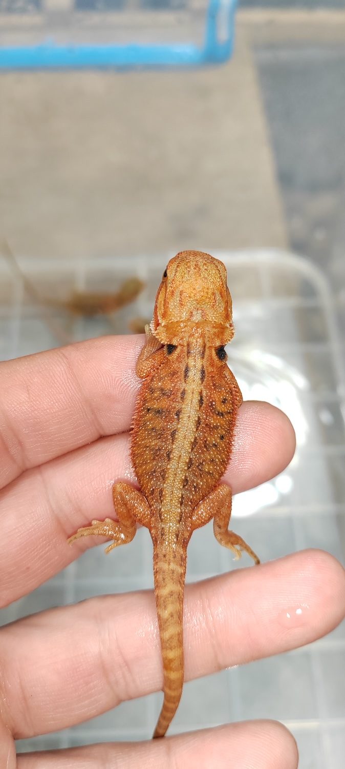 Bradata agama, mladunče